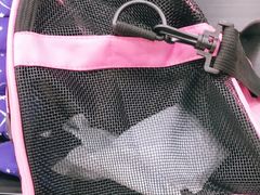 -申普宠物医院·心脏介入·心血管微创(总院)