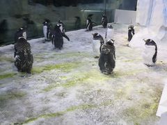 -芜湖新华联大白鲸海洋公园