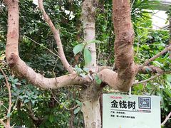 -呀路古热带植物园