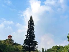 -深圳仙湖植物园