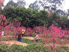 -南国桃园旅游度假区