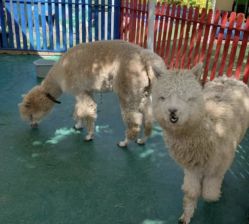 -萌宠亲子动物乐园(槐房万达店)