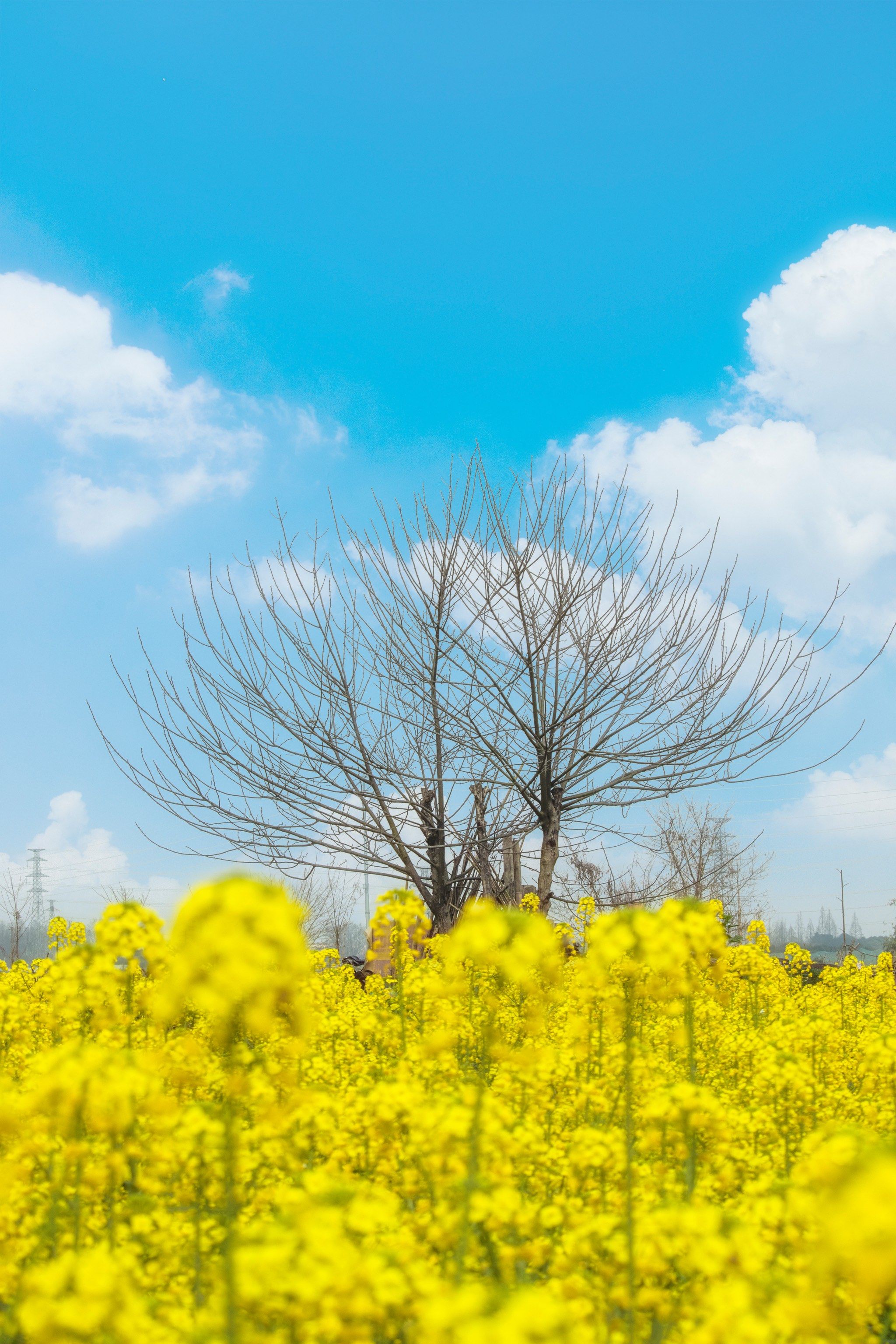 温江地铁站外超大生态油菜花田园