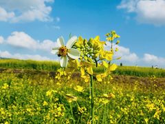 -光明小镇欢乐田园