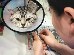 -伟伟宠物医院·CT影像中心·瑞派犬猫综合性门诊(汉口总院)