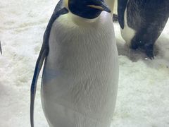 -帝企鹅自助餐厅•儿童岛•真企鹅(长隆企鹅酒店)