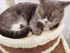 -共舞时光猫咖·狗咖(新街口店)