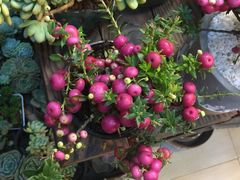 -双季花艺园艺市场(浦东店)