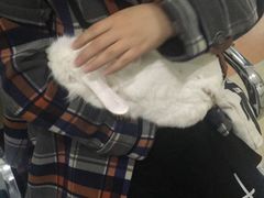 -北京观赏动物医院·24小时大型综合·猫专科·异宠专科