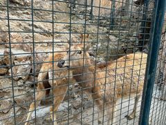 -大连森林动物园