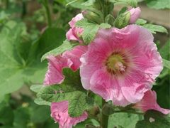 iphone_upload_pic-田园东方蜜桃村的田野营地