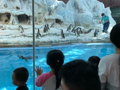 -帝企鹅自助餐厅•儿童岛•真企鹅(长隆企鹅酒店)