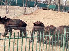 -秦皇岛野生动物园