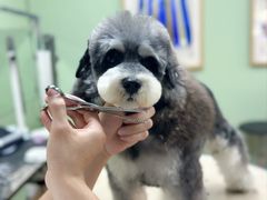 -鑫艺宠物美容培训学校