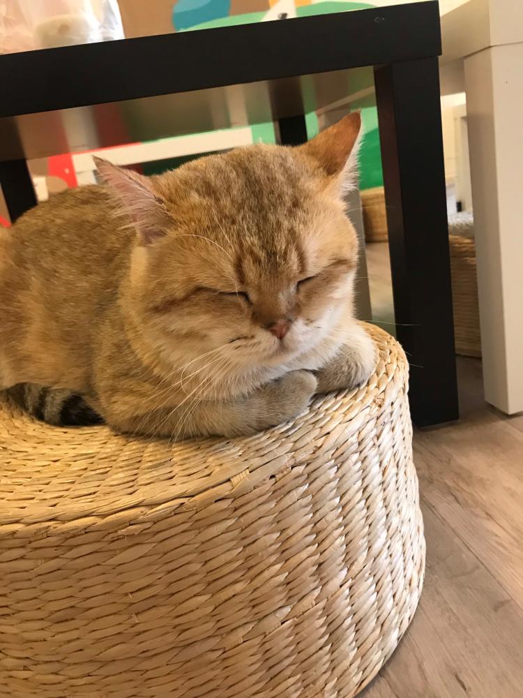 招柴猫·满屋·柴犬猫咪主题咖啡厅