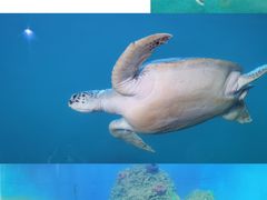 -广东惠东海龟国家级自然保护区