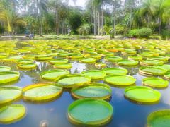 -中国科学院西双版纳热带植物园