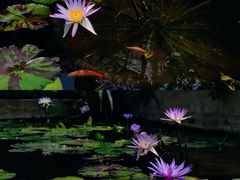 -国家植物园南园