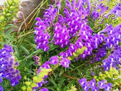 -敕勒川草原文化旅游区