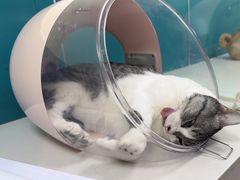 -乖乖宠物医院·猫科·急重症中心(车站北路分院)