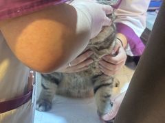 -宠爱国际动物医院·消化内科·心肾内科·ISFM猫友好(望京店)