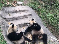 -都江堰中华大熊猫苑