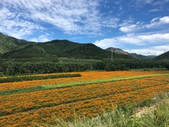 -乌兰布统草原