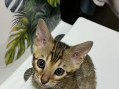 -天宠宠物医院24小时·急重症诊疗中心·全科·腔镜特色(和平分院)