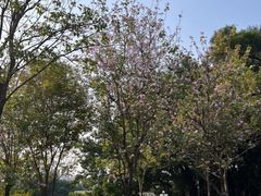 -荔枝公园(福田区)