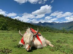 -硗碛藏寨·神木垒景区