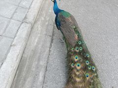 -J Create城市露营咖啡·简餐·宠物(上海动物园店)