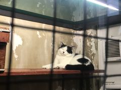 -猫咪博物馆(顶澳仔猫街店)