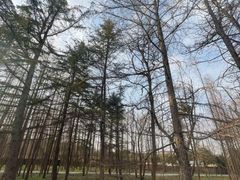 -渡海小渔村.老辈日照菜