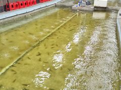 -光头佬室内钓虾场·烧烤·团建·亲子(中山八路店)