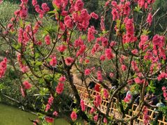 -南国桃园旅游度假区