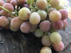 -北京张裕爱斐堡酒庄