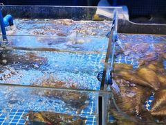 水产区-吉源大排档·鱼生·海鲜(烧烤彩印厂店)