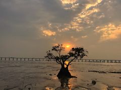 -宝安西湾红树林湿地公园