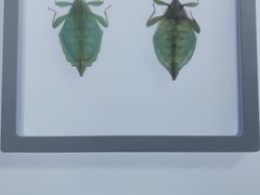 -上海昆虫博物馆