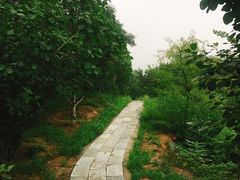 -北京鹫峰国家森林公园