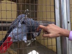 -吉隆坡雀鸟公园