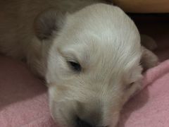 -西安京西宠物医院·瘫痪·疑难杂症