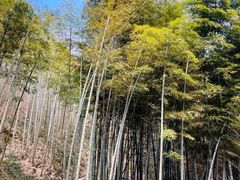 -莫干山风景区
