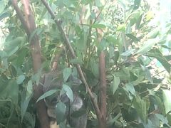 -可伦宾野生动物保护区