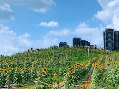 -光明小镇欢乐田园