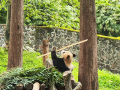 -都江堰中华大熊猫苑