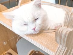 -飞行喵MR PILOT|猫舍·猫咖(静安大融城店)