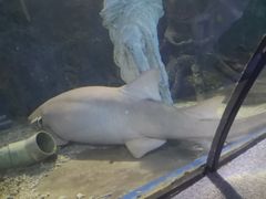 -太平洋海底世界