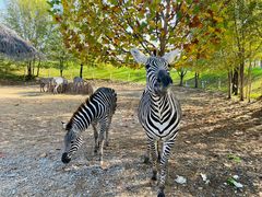 -北京野生动物园