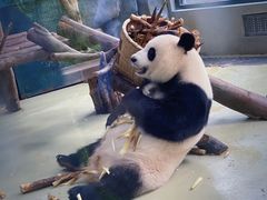 景点-成都大熊猫繁育研究基地